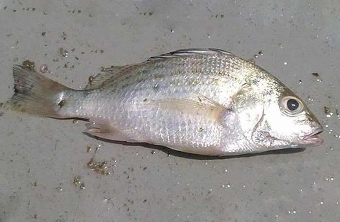ماهی سنگسر