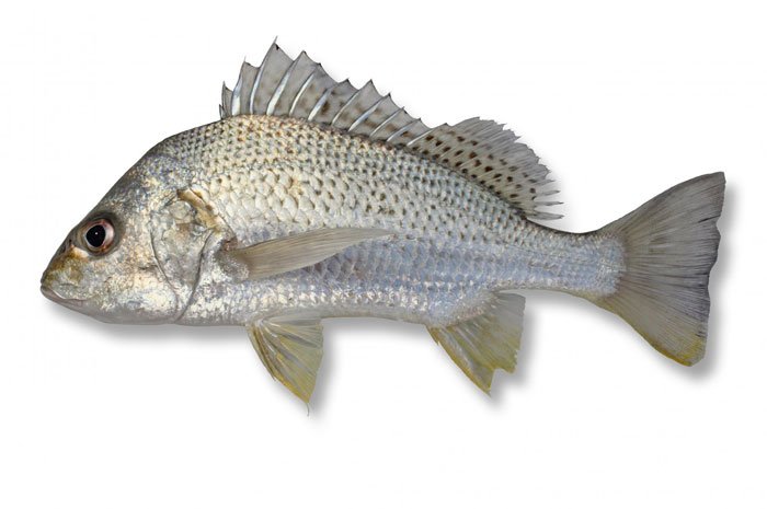 حقایقی راجع به ماهی سنگسر که نمی دانید