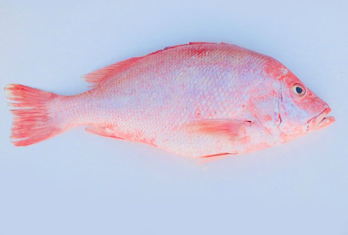 حقایقی درباره ماهی سرخو که نمی دانید