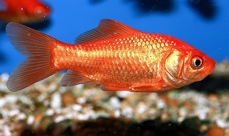 ماهی طلایی (کاراس _ ماهی حوض)